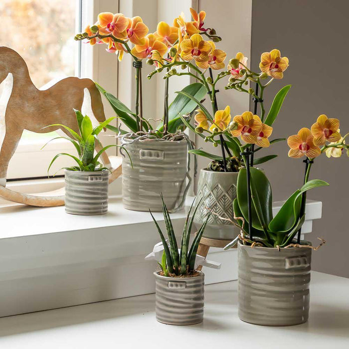 Oranje Phalaenopsis orchidee - Ø9cm - Bloeiende kamerplant