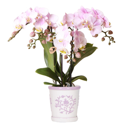 Roze orchidee Portugal + Malaga sierpot roze - Ø9cm - Bloeiende kamerplant