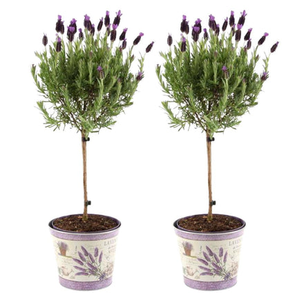 Lavandula stoechas Anouk® su stelo in vaso decorativo con stampa lavanda - Ø15cm - set di 2 Lavande francesi su stelo in vaso decorativo