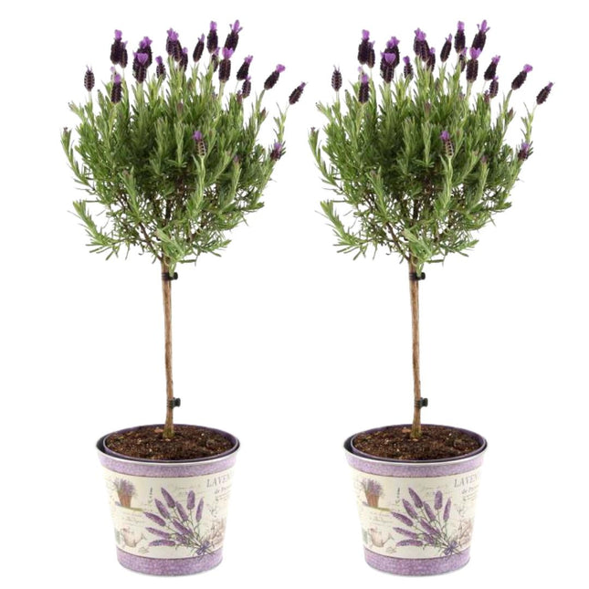 Lavandula stoechas Anouk® op stam in Lavendelprint sierpot - Ø15cm - set van 2 Franse Lavendels op stam in sierpot