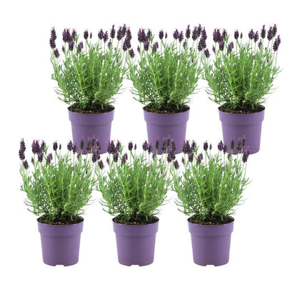 Lavandula stoechas Anouk® - Ø12cm - Lavande à crête - 6x
