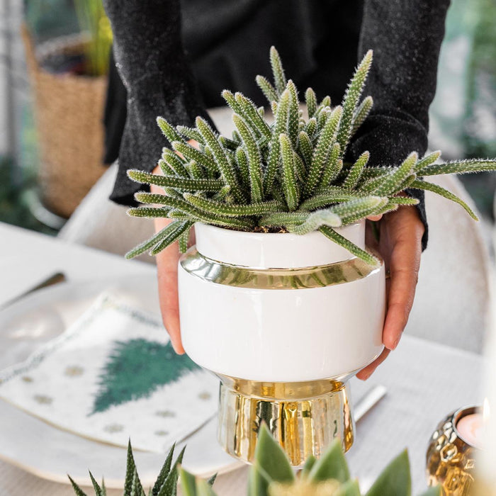 Rhipsalis set van 2 planten in gouden Le Chic sierpotten - Vetplanten - keramiek - Ø9cm - Kolibri Greens