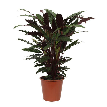 Calathea Wavestar - ↕80cm - Ø19cm