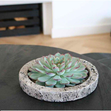 RODLESS Sukkulent Echeveria Pulidonis i 'Beton' skål - ↕5cm - Ø20cm