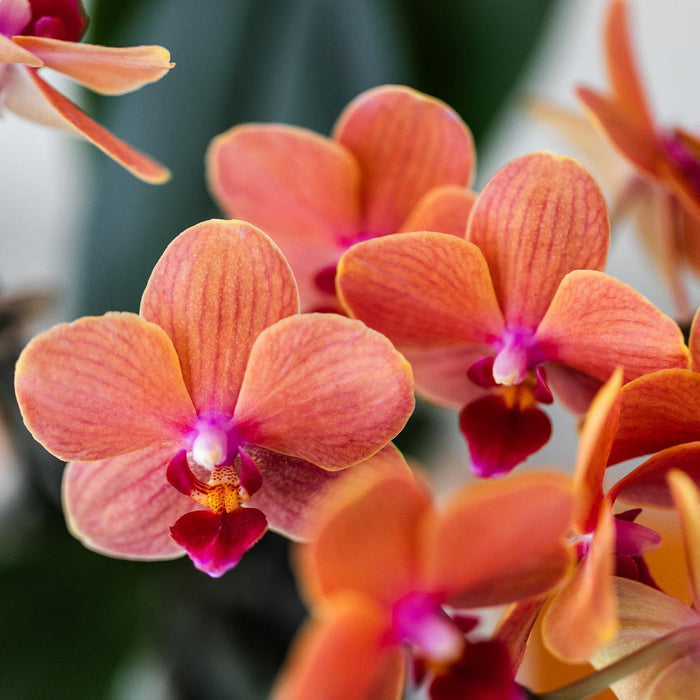 Oranje Phalaenopsis orchidee - Mineral Bolzano + Bubble pot white - Ø9cm - Bloeiende kamerplant