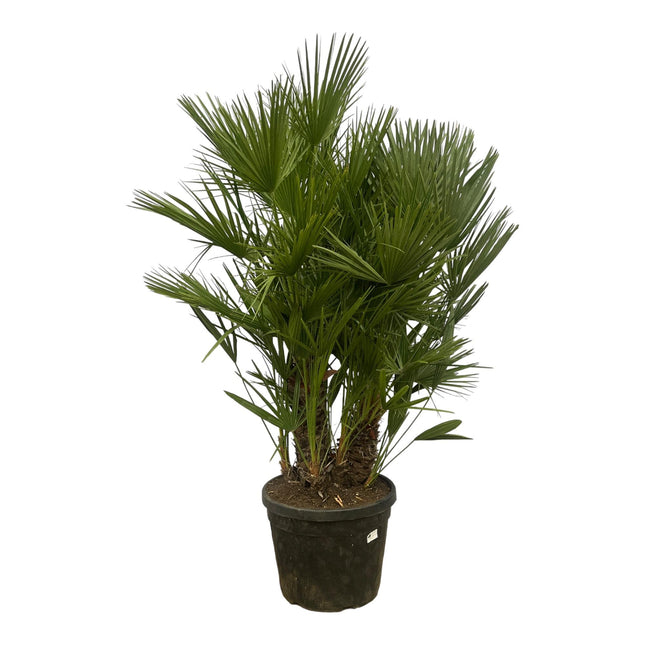 Chamaerops Humilis à plusieurs troncs - Palmier nain - ↕180cm - Ø45cm
