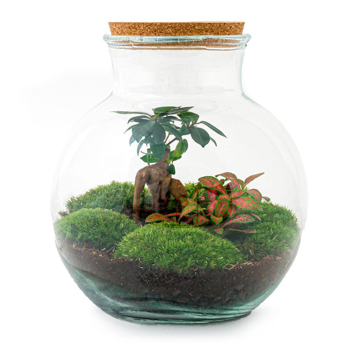 DIY terrarium - Teddy bonsai - ↕26,5cm - Rake + Shovel