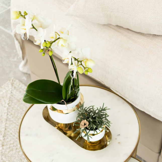 Orchidea Phalaenopsis bianca – Amabilis + Le Chic vaso decorativo oro – Ø9cm – ↕40cm - Pianta da interno fiorita in vaso