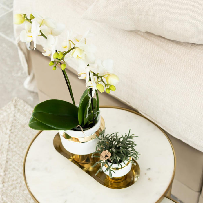 Witte Phalaenopsis orchidee – Amabilis + Le Chic sierpot goud – Ø9cm – ↕40cm - Bloeiende kamerplant in bloempot
