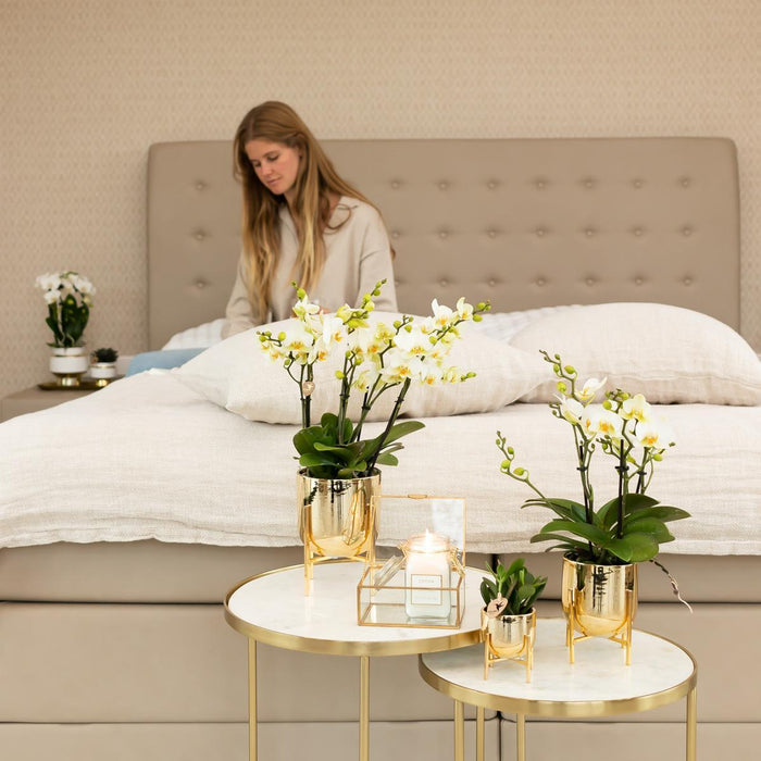 Witte phalaenopsis orchidee - Lausanne - Ø9cm - Bloeiende kamerplant