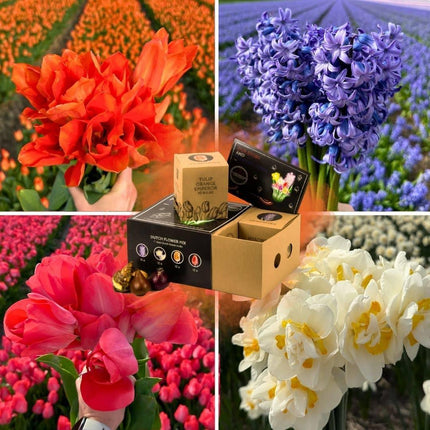 Flowerbulbs Amsterdam – Holländische Blumenmischung – Luxuriöse mittelgroße Box, 40 Blumenzwiebeln für 1 m² Blütenpracht – Größe 12+