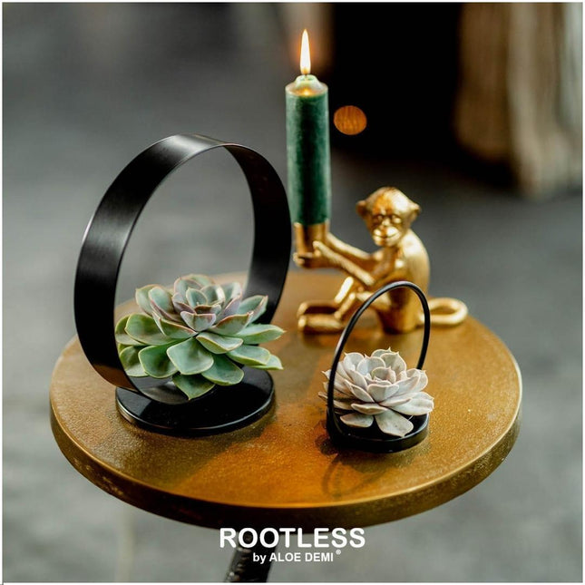 Suculenta sin raíces Echeveria Lilacina sobre soporte de mesa decorativo Ø20 cm - ↕20 cm