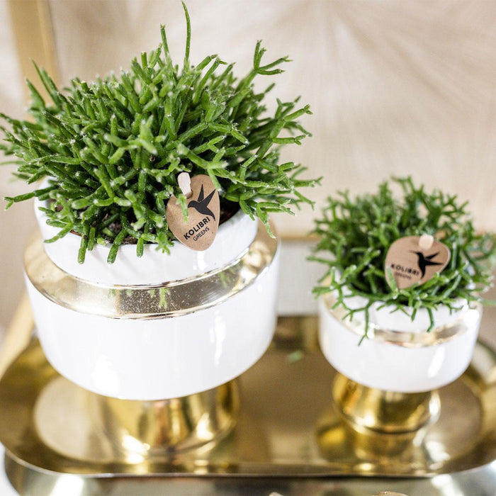 Rhipsalis set van 2 planten in gouden Le Chic sierpotten - Vetplanten - keramiek - Ø9cm - Kolibri Greens