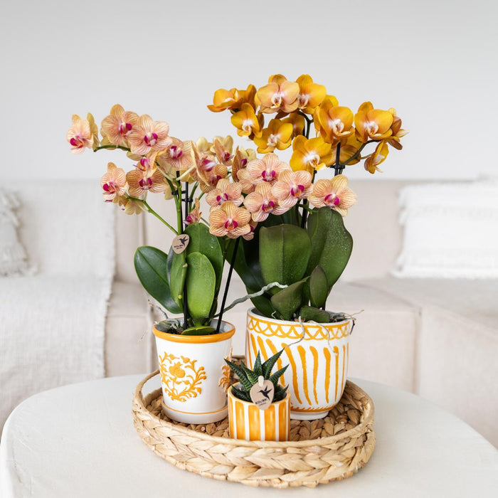 Oranje orchidee Jamaica + Malaga sierpot oranje - Ø9cm - Bloeiende kamerplant