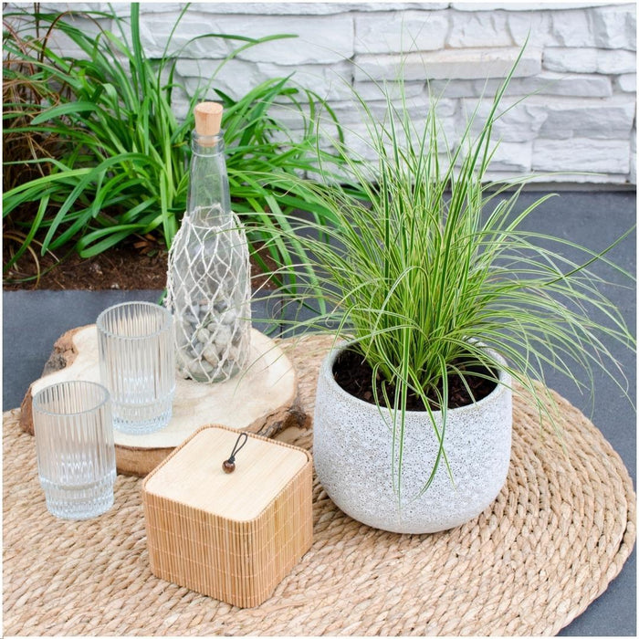 Carex brunnea Variegata - Zegge - ↕25cm - Ø14cm - 3x