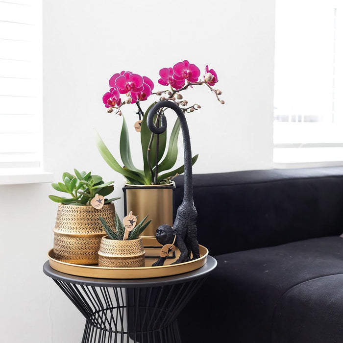 Paarse phalaenopsis orchidee - Morelia + Groove sierpot goud - Ø9cm - ↕35cm - Bloeiende kamerplant