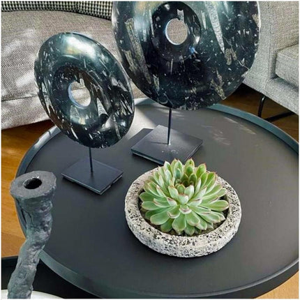 RODLESS Sukkulent Echeveria Pulidonis i 'Beton' skål - ↕5cm - Ø20cm