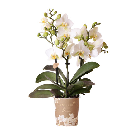 Hvid Phalaenopsis orkidé - Lausanne - Ø9cm - Blomstrende stueplante