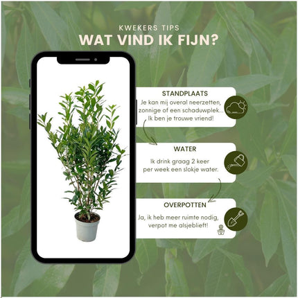 Grands plants de laurier-cerise Caucasica pour 10 mètres linéaires de haie - 15L - 20x - ↕125-150 cm