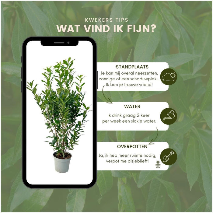 Grote Laurierkers Planten Caucasica voor 10 strekkende meter haag - 15L - 20x - ↕125-150 cm