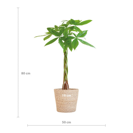 Pachira Aquatica - Money Tree - with Sofia basket natural - ↕80cm - Ø21cm