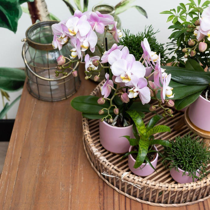 Roze Phalaenopsis orchidee – Andorra + Gold foot sierpot roze – Ø9cm – ↕35cm - Bloeiende kamerplant in bloempot