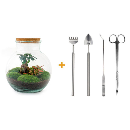 DIY terrarium - Teddy bonsai - ↕26,5cm - Rake + Shovel + Tweezer + Scissors