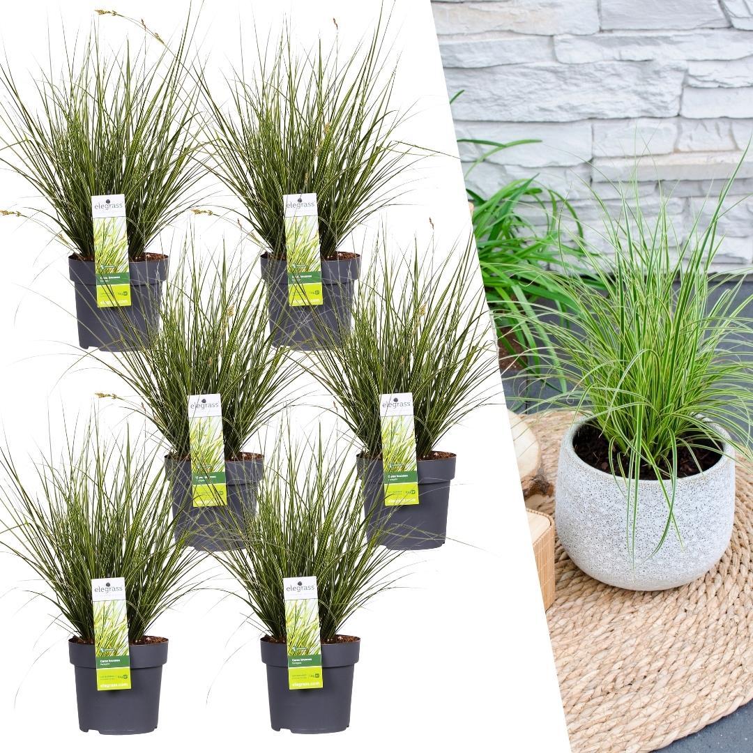 aldi treppen pflanztopf Carex brunnea Variegata - Segge - ↕25cm - Ø14cm