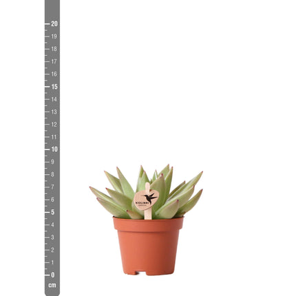Echeveria Miranda - Succulent plant - Ø6cm - Kolibri Greens