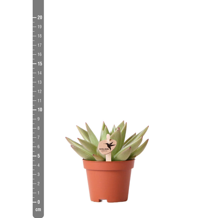 Echeveria Miranda - Vetplant - Ø6cm - Kolibri Greens