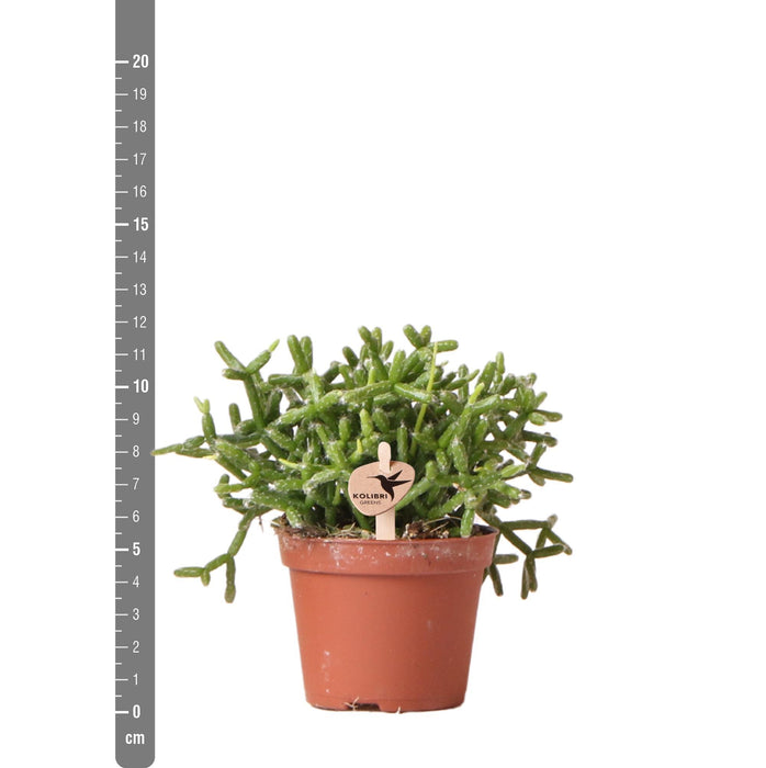 Rhipsalis Burchellii - Vetplant - Groene kamerplant - Ø6cm - Kolibri Greens