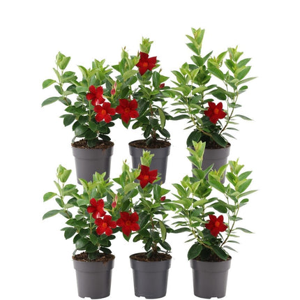 Dipladenia Red - Mandevilla Red - ↕25cm - Ø12cm - 6x