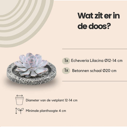 RODLESS Sukkulent Echeveria Lilacina i 'Beton' skål - ↕5cm - Ø20cm