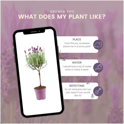 Lavandula stoechas Anouk® su stelo - Ø15cm - Lavanda francese su stelo - 2x