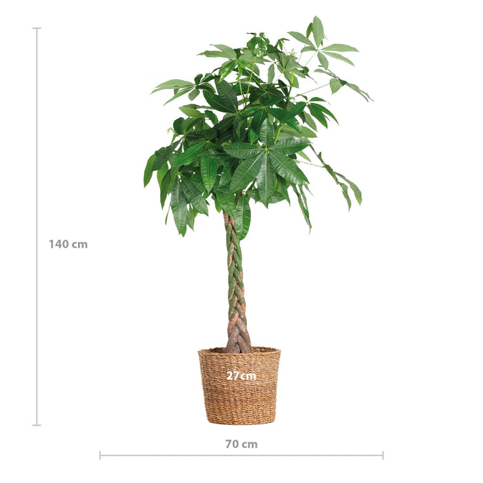 Pachira Aquatica XL - Geldboom - met mand Torun - ↕140cm - Ø27cm