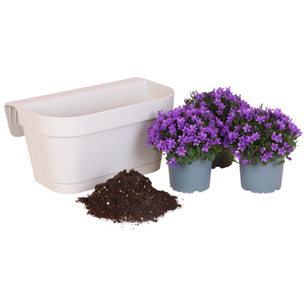 Campanula Addenda Ambella Viola Intenso - Fioriera da balcone bianca con 3 campanule Ø12cm - con sistema di sospensione - Campanula viola - perenni