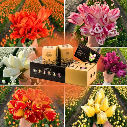 Flowerbulbs Amsterdam - Hollandsk Tulipan Mix - Luksusæske stor, 90 blomsterløg til 2,5 m² blomsterpragt - Størrelse 12+
