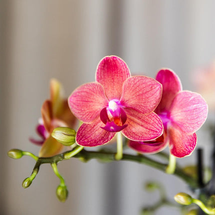 Orchidee Phalaenopsis arancioni - Congo - 4x - Ø9cm - Pianta da interno fiorita
