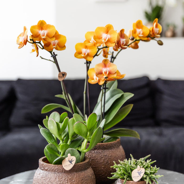 Oranje Phalaenopsis orchideeën - Las Vegas - 2x - Ø12cm - Bloeiende kamerplant