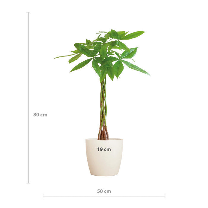 Pachira Aquatica - Geldboom - met Viber wit - ↕80cm - Ø21cm