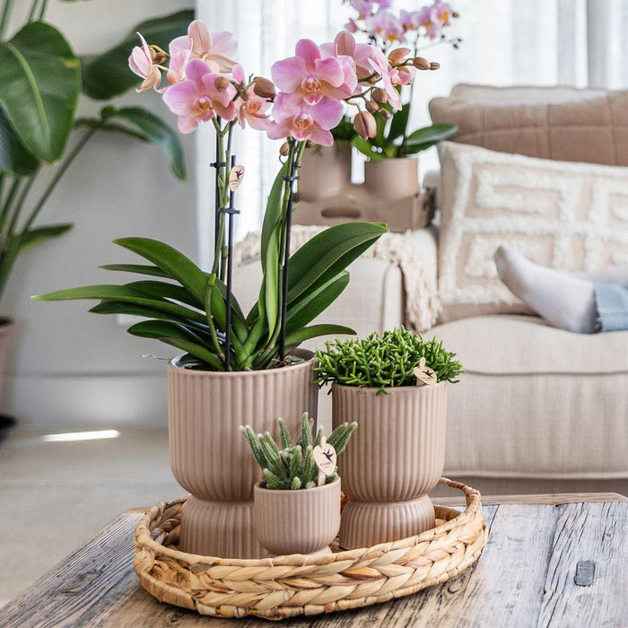 Gele Phalaenopsis orchidee - Mexico + Diabolo pot sand - Ø9cm - Bloeiende kamerplant
