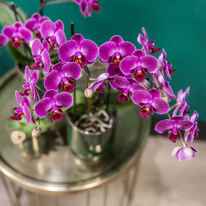 Paarse phalaenopsis orchidee - Morelia Classy green- Ø9cm - Bloeiende kamerplant