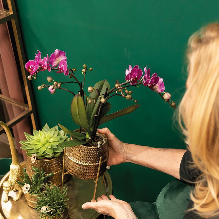 Paarse phalaenopsis orchidee - Morelia + Groove sierpot goud - Ø9cm - ↕35cm - Bloeiende kamerplant