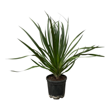 Dracaena Draco - ↕100cm - Ø24cm - Plante dragon