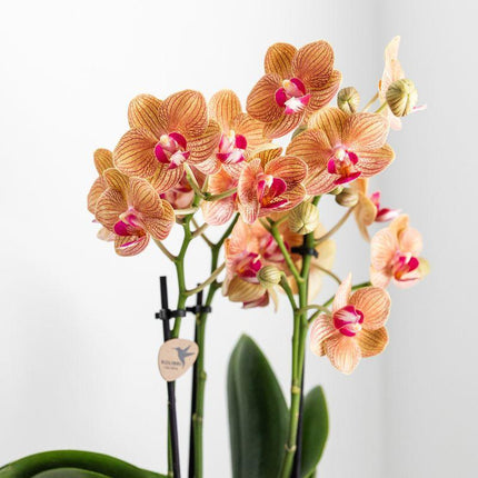 Weiße Phalaenopsis-Orchidee – Jamaica + üppiger Topf – Ø 9 cm – ↕ 40 cm – Blühende Zimmerpflanze im Blumentopf