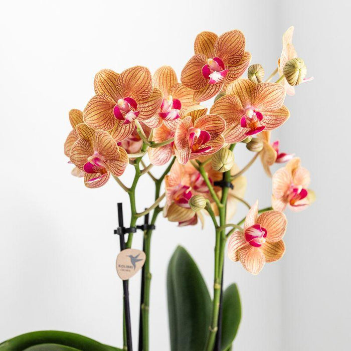 Witte Phalaenopsis orchidee – Jamaica + Lush pot – Ø9cm – ↕40cm - Bloeiende kamerplant in bloempot