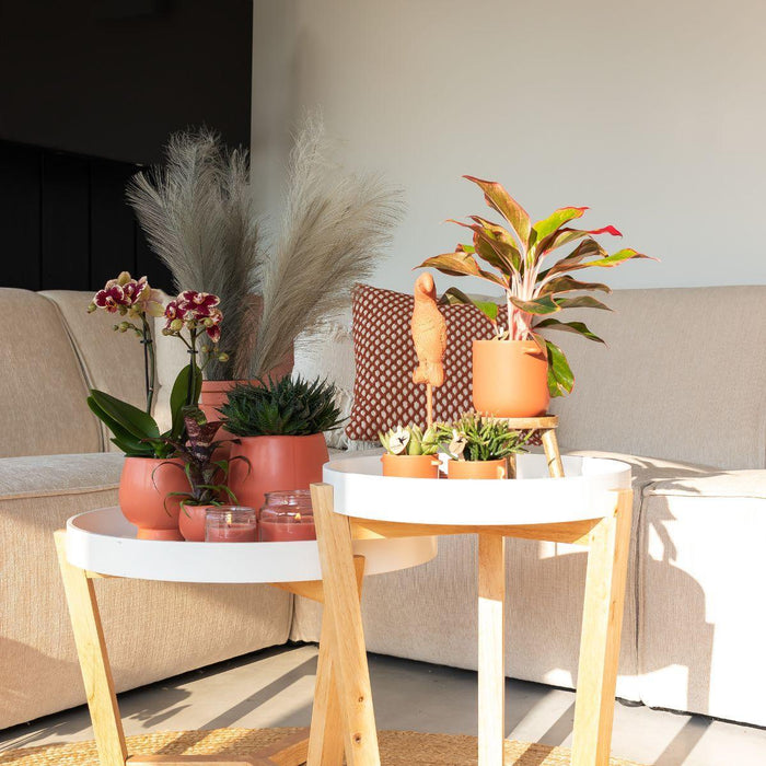 Geel rode phalaenopsis orchidee - Spain + Scandic sierpot terracotta - Ø9cm - ↕45cm - Bloeiende kamerplant
