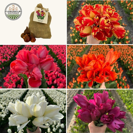 Flowerbulbs Amsterdam - Mellem Tulipan Mix - Bæredygtig værdipakke, 50 blomsterløg til 1 m² blomsterpragt - Størrelse 12+