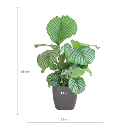 Calathea Orbifolia med Viber grå - ↕65cm - Ø21cm