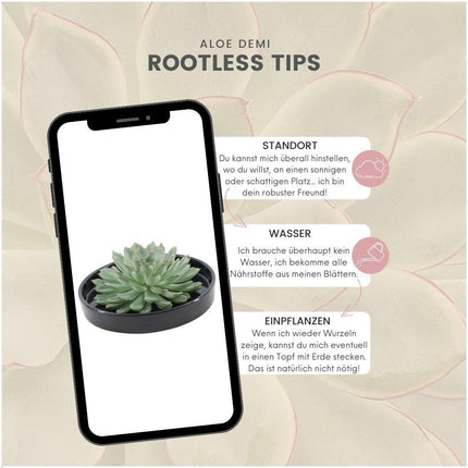 ROOTLESS Succulent Echeveria Pulidonis in 'black' bowl - ↕5cm - Ø20cm
